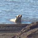 Polar bear swimming in the water.